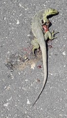 Timon lepidus lepidus