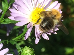 Bombus