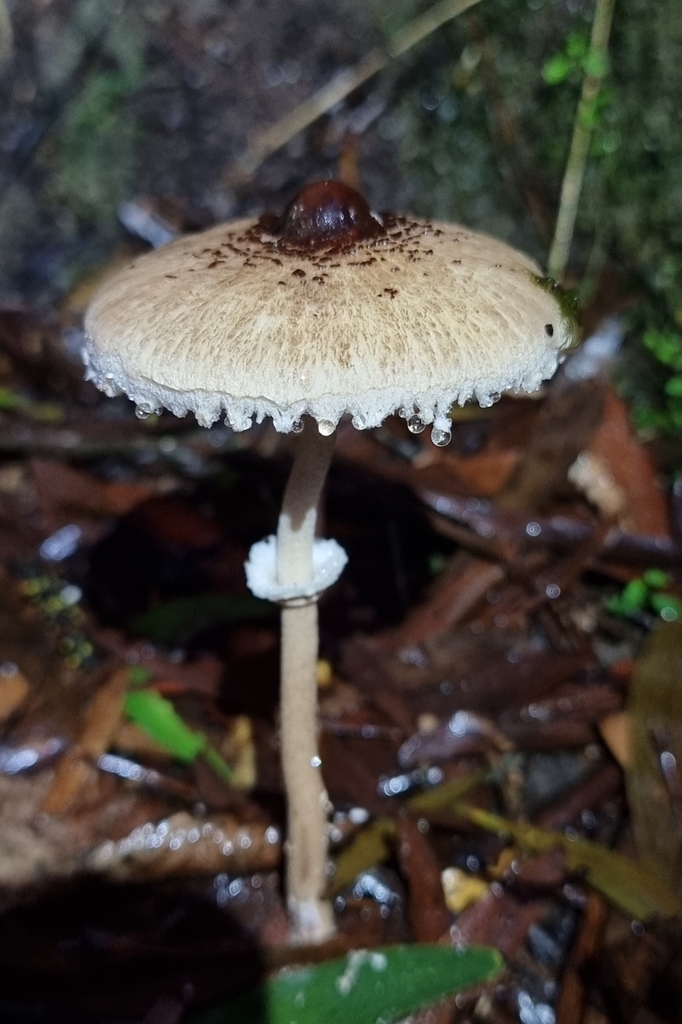 Macrolepiota clelandii · June 2025 · photo: © possumpete (iNaturalist, cc0)