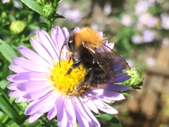 Bombus