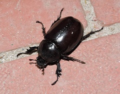 Xylotrupes mniszechi