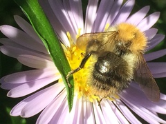 Bombus