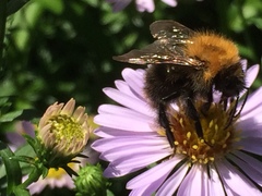 Bombus pascuorum
