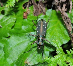 Cosmodela intermedia