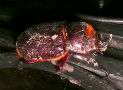 Heterogomphus hirtus
