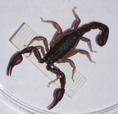 Pseudouroctonus reddelli