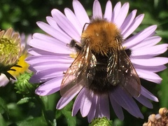 Bombus pascuorum