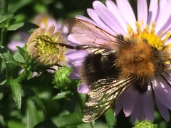 Bombus pascuorum