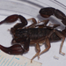 Texas Cave Scorpion - Photo (c) Benjamin Schwartz, some rights reserved (CC BY-NC), uploaded by Benjamin Schwartz