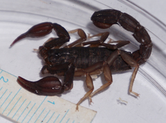 Pseudouroctonus reddelli