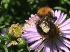 Bombus pascuorum
