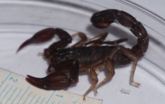 Pseudouroctonus reddelli