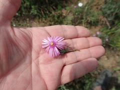 Lampranthus elegans