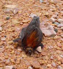 Megalopyge albicollis