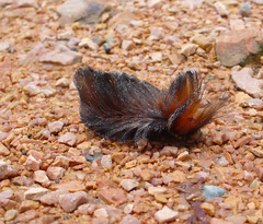 Megalopyge albicollis