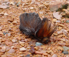 Megalopyge albicollis