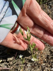 Muehlenberg's Centaury (Zeltnera muehlenbergii)