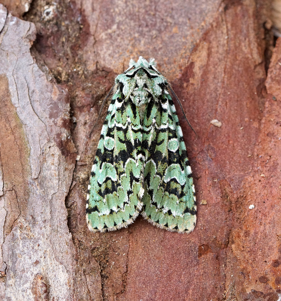 Dichonia aprilina