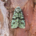 Merveille du Jour - Photo (c) Ben Sale, some rights reserved (CC BY)