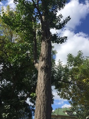 Ginkgo biloba