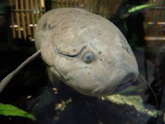 Protopterus dolloi