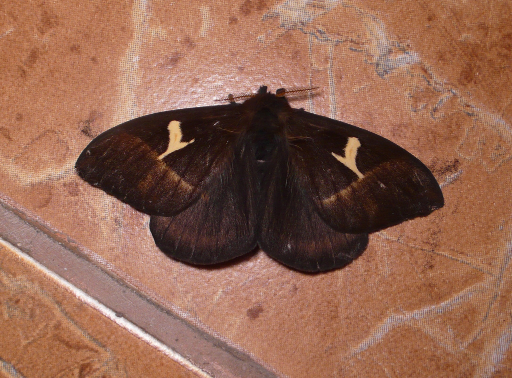 Dirphia proserpina
