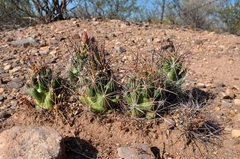 Coryphantha macromeris macromeris