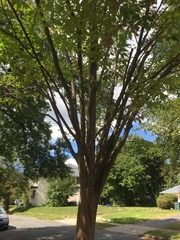Zelkova serrata