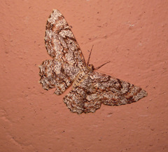 Epimecis conjugaria