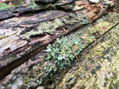 Cladonia asahinae