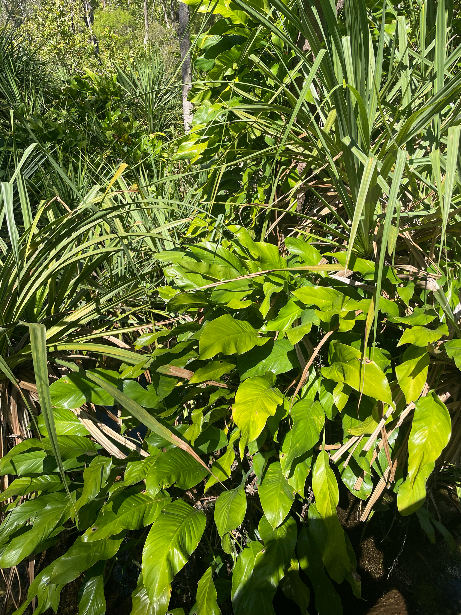 Silver Streak Pothos (Epipremnum amplissimum)