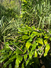 Silver Streak Pothos (Epipremnum amplissimum)