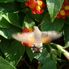 Macroglossum stellatarum