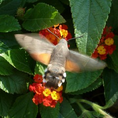 Macroglossum stellatarum
