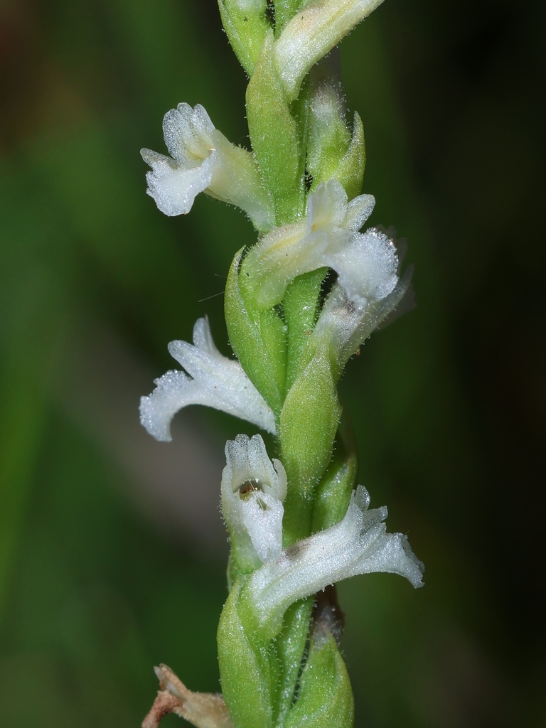 Summer Ladies' Tresses