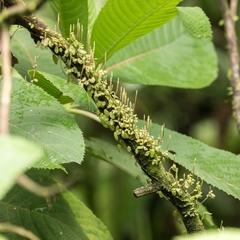 Peperomia rotundifolia image