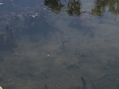 Micropterus salmoides