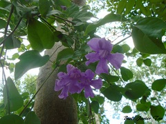 Bignonia diversifolia