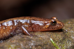 Allegheny Mountain Dusky Salamander photo 3