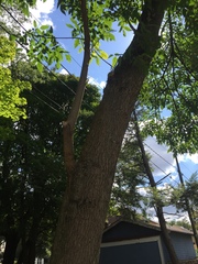 Fraxinus pennsylvanica