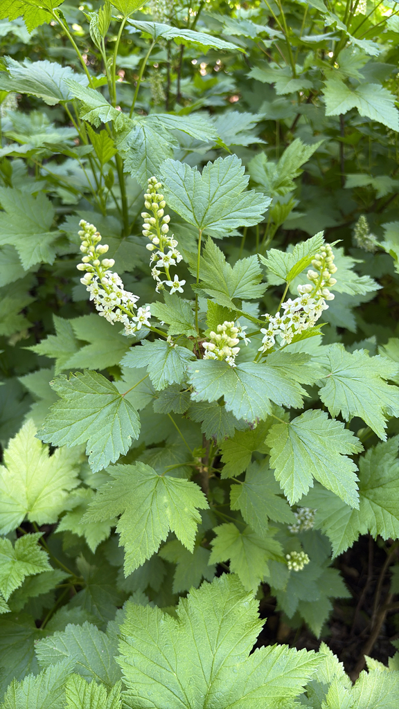 Northern blackcurrant