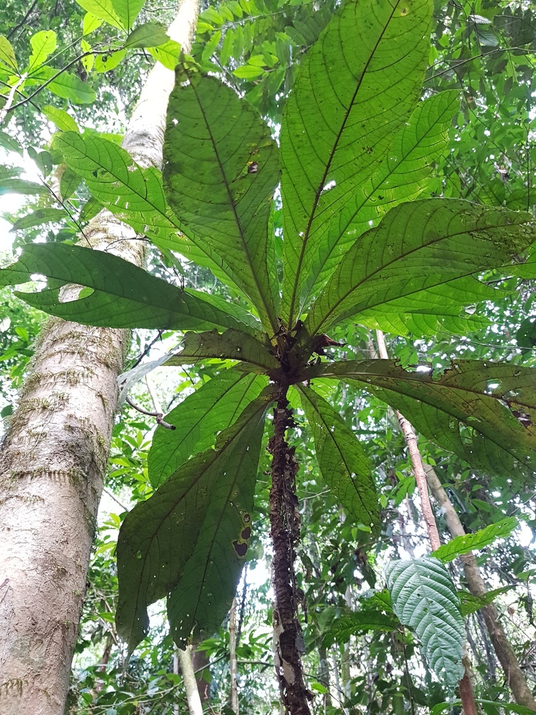 Codiaeae