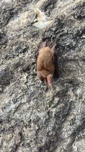 Townsend's Big-eared Bat photographed in Utah