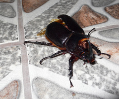 Heterogomphus schoenherri