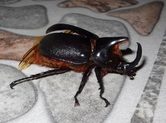 Heterogomphus schoenherri