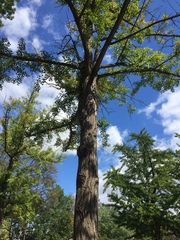 Ginkgo biloba