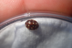 Calvia quatuordecimguttata