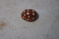 Calvia quatuordecimguttata