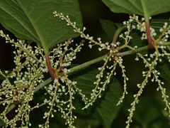Reynoutria japonica