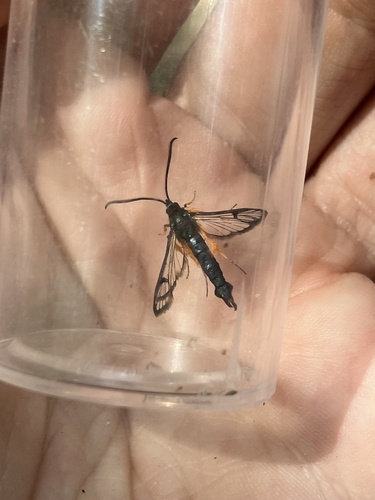 Synanthedon fulvipes